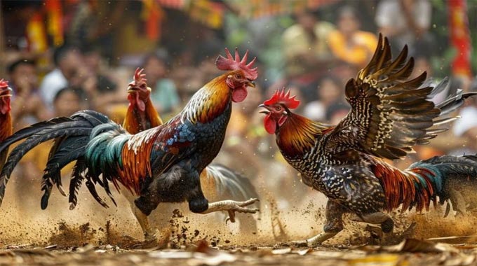 Hướng Dẫn Tham Gia Đá Gà Campuchia Trên 13win.my