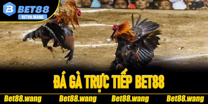 đá gà trực tiếp Bet88